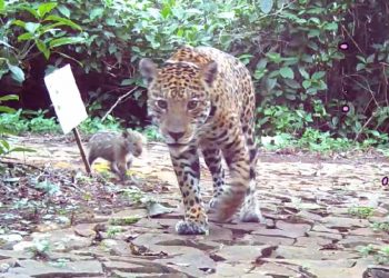 Onça Indira é vista com filhote no Parque Nacional do Iguaçu
