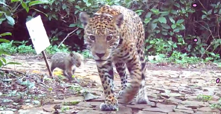 Onça Indira é vista com filhote no Parque Nacional do Iguaçu