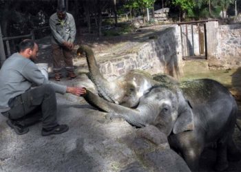 Morre Pocha, a elefanta que passou por Foz do Iguaçu, em 2020
