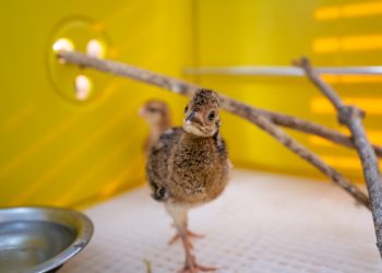 Refúgio Biológico da Itaipu comemora reprodução de jacutingas