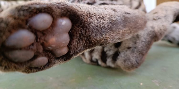 Jaguatirica é atropelada na Rodovia das Cataratas