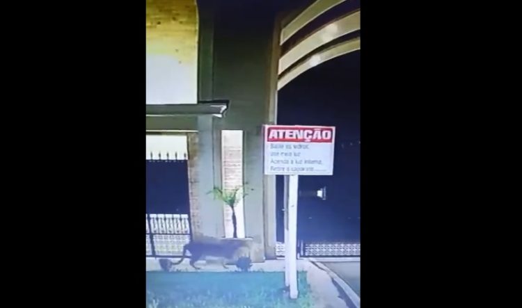 Onça-parda é vista em frente à condomínio em Foz do Iguaçu