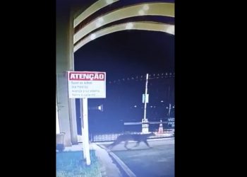 Onça-parda é vista em frente à condomínio em Foz do Iguaçu