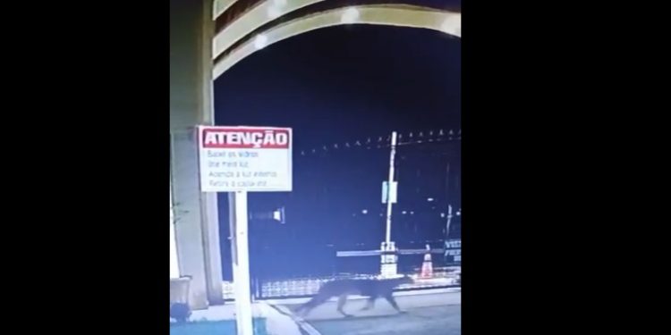 Onça-parda é vista em frente à condomínio em Foz do Iguaçu