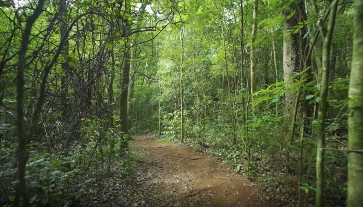 Foz do Iguaçu vai ganhar parque urbano com tecnologia 5.0