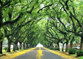 Prefeitura pretende substituir árvores da Pedro Basso