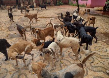 Ong Vida Animal, de Foz do Iguaçu, pede apoio e ajuda financeira