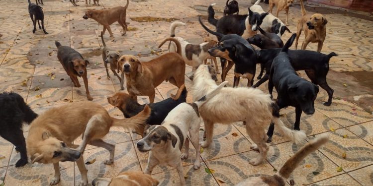 Ong Vida Animal, de Foz do Iguaçu, pede apoio e ajuda financeira