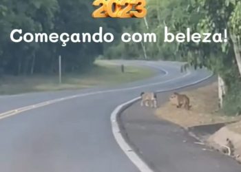 Flagrante de onças no Parque Nacional encanta moradora de Foz