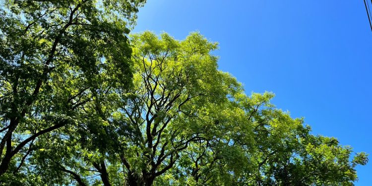 Previsão do Tempo 05/01/2023