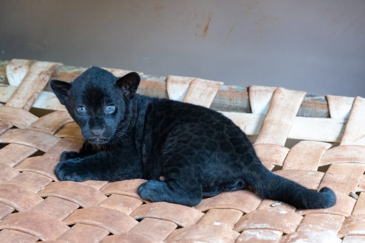 Crescimento das oncinhas é monitorado 24 horas pela equipe do Refúgio Bela Vista de Itaipu