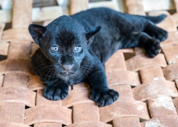 Crescimento das oncinhas é monitorado 24 horas pela equipe do Refúgio Bela Vista de Itaipu