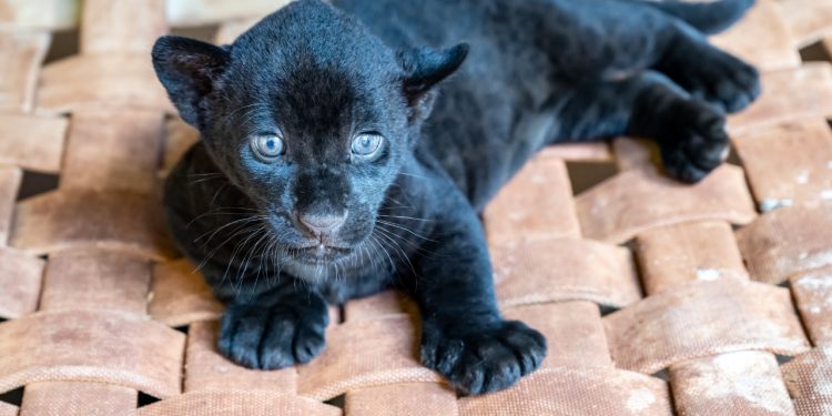 Crescimento das oncinhas é monitorado 24 horas pela equipe do Refúgio Bela Vista de Itaipu