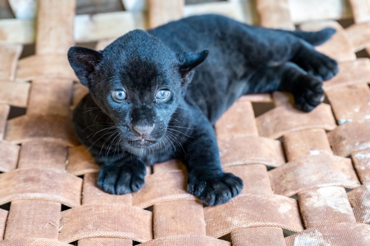 Crescimento das oncinhas é monitorado 24 horas pela equipe do Refúgio Bela Vista de Itaipu