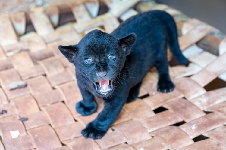 Crescimento das oncinhas é monitorado 24 horas pela equipe do Refúgio Bela Vista de Itaipu