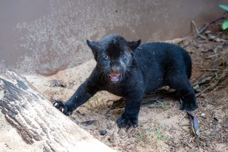 Crescimento das oncinhas é monitorado 24 horas pela equipe do Refúgio Bela Vista de Itaipu