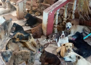 ONG que abriga cerca de 500 animais em Foz do Iguaçu pede doações para não suspender serviços