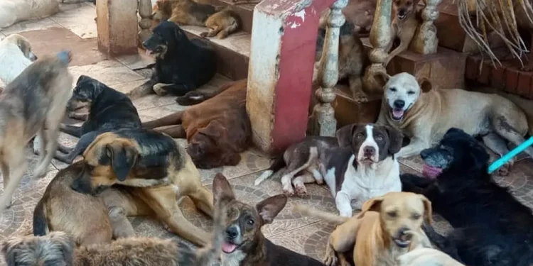 ONG que abriga cerca de 500 animais em Foz do Iguaçu pede doações para não suspender serviços