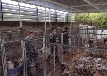 Polícia salva 300 cães na maior ação de resgate animal da história do Paraná