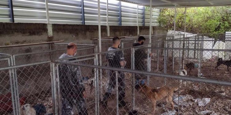 Polícia salva 300 cães na maior ação de resgate animal da história do Paraná