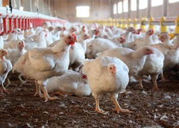 Argentina e Uruguai confirmam casos de gripe aviária