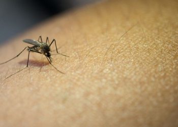 Confirmados casos de chikungunya em Foz e Pato Branco