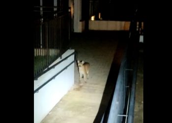 Onça aparece andando pela Vila A