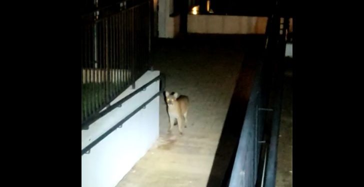 Onça aparece andando pela Vila A