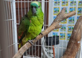 Estado incentiva a guarda responsável de animais silvestres vítimas de maus-tratos