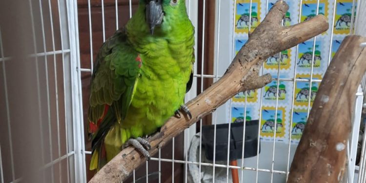 Estado incentiva a guarda responsável de animais silvestres vítimas de maus-tratos