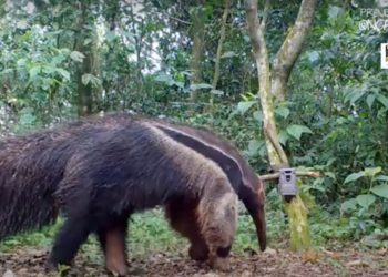 Tamanduás são flagrados pelas câmeras do Projeto Onças do Iguaçu