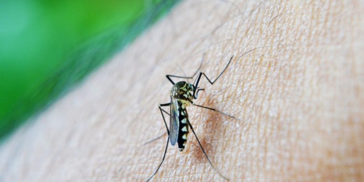 Bebê morre com chikungunya em Cidade do Leste