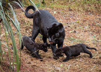 Foto: Rubens Fraulini / Itaipu Binacional