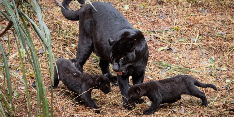 Foto: Rubens Fraulini / Itaipu Binacional