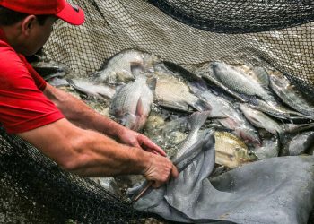 Produtores interessados em participar da Feira do Peixe em Foz podem se inscrever a partir de segunda-feira