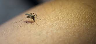Regional de Saúde de Foz do Iguaçu aparece com o maior número de mortes por causa da dengue