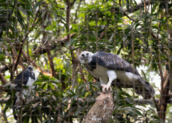 Foto: Rubens Fraulini / Itaipu Binacional