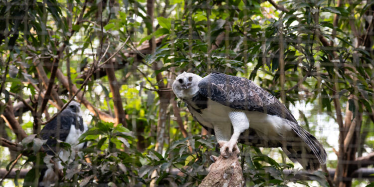 Foto: Rubens Fraulini / Itaipu Binacional