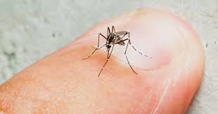 Criança de 3 anos é mais uma vítima da dengue em Foz do Iguaçu