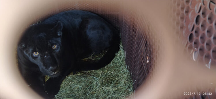 Primeira onça nascida em Refúgio de Itaipu é levada para acasalamento em Goiás