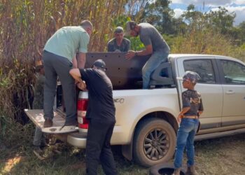 Primeira onça nascida em Refúgio de Itaipu é levada para acasalamento em Goiás