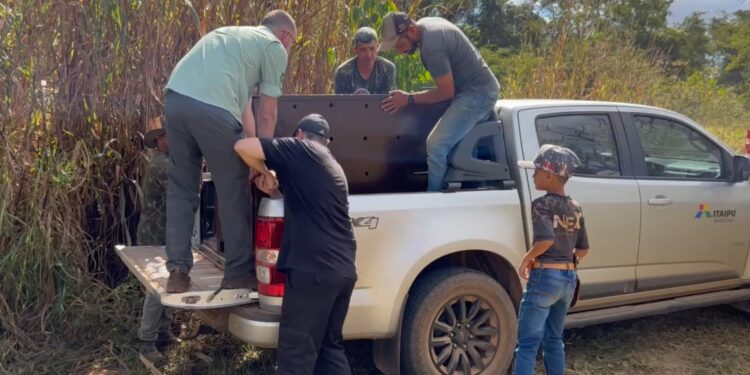 Primeira onça nascida em Refúgio de Itaipu é levada para acasalamento em Goiás