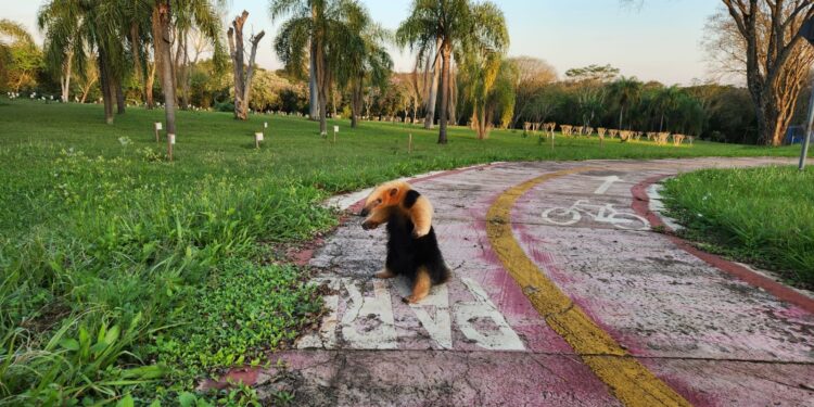 Foto: Kleber da Silva/Itaipu Binacional