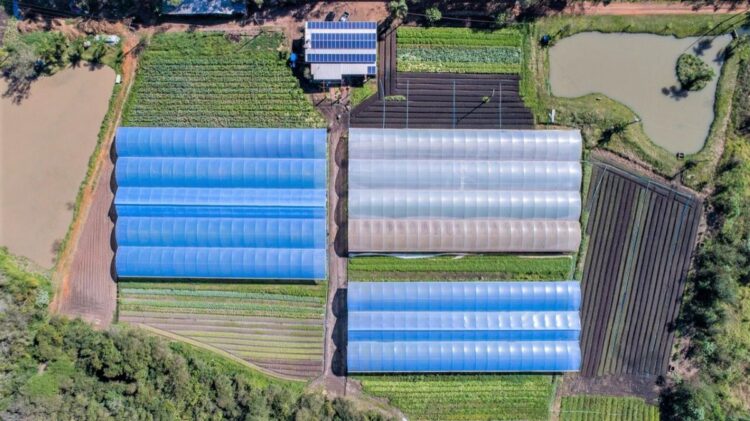 Exemplo que passa de pai para filhos, família é referência na produção de orgânicos em Foz do Iguaçu