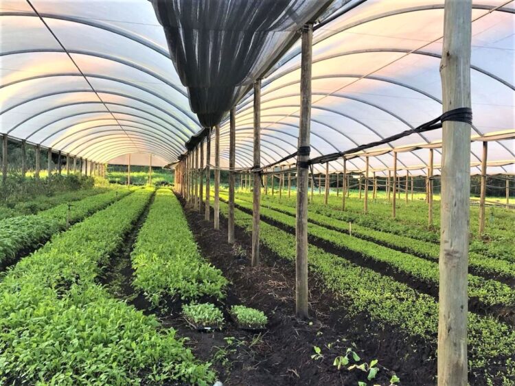 Exemplo que passa de pai para filhos, família é referência na produção de orgânicos em Foz do Iguaçu