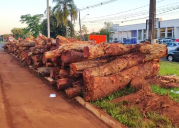 DNIT diz que construtora poderá retirar troncos de árvores empilhados no Trevo do Carimã