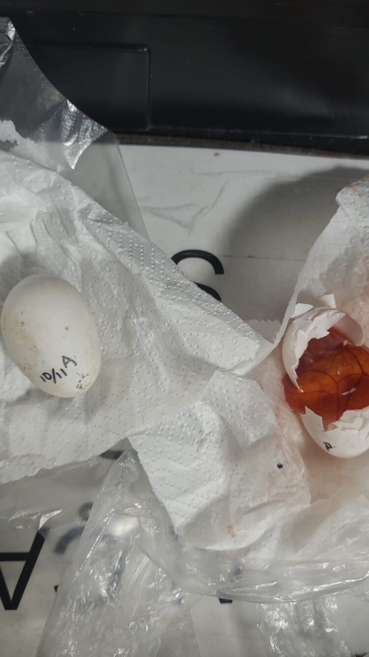 Passageira é revistada no aeroporto de Foz e PF encontra ovos escondidos no sutiã