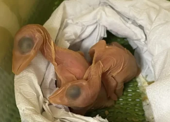Com os cuidados do Parque das Aves nasceram 5 pássaros dos ovos encontrados no sutiã de passageira no aeroporto em Foz