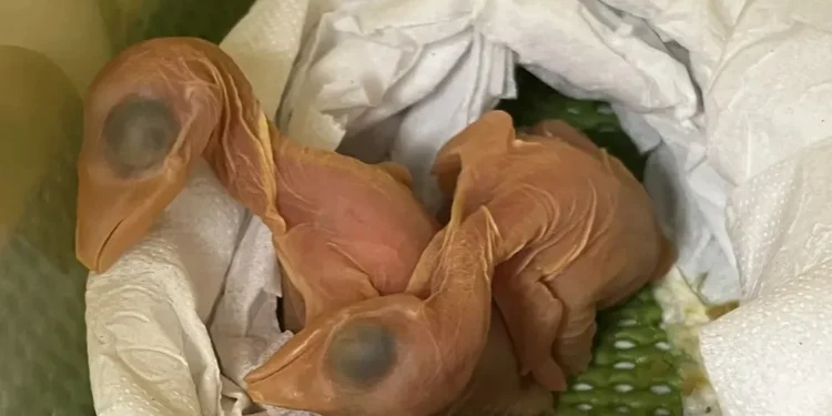 Com os cuidados do Parque das Aves nasceram 5 pássaros dos ovos encontrados no sutiã de passageira no aeroporto em Foz
