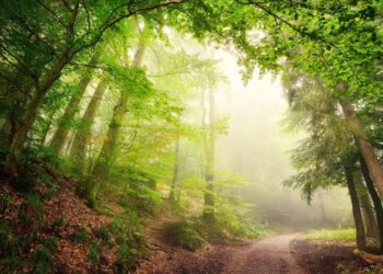 Finados: a Luz da Vida além do horizonte